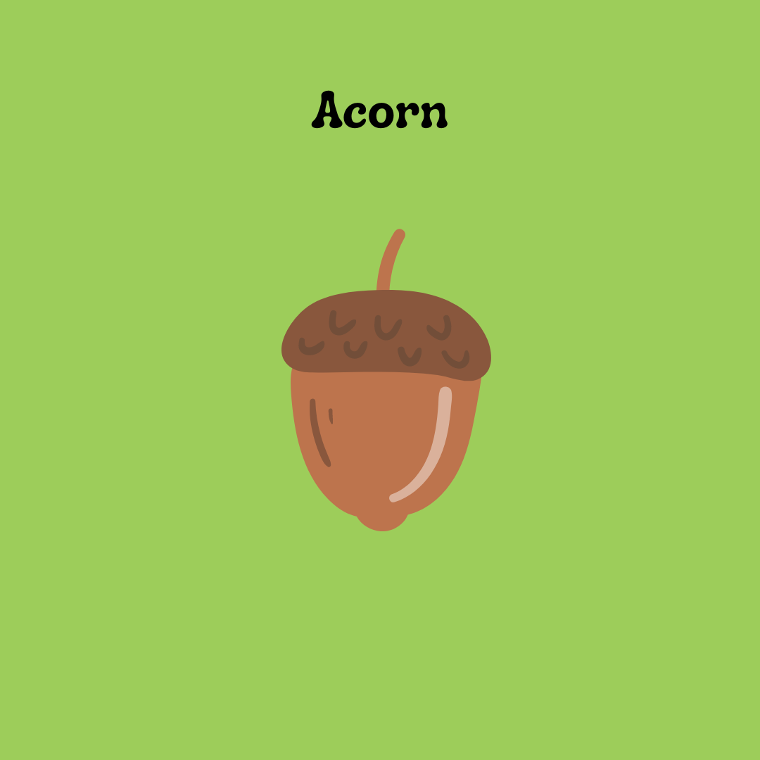 Acorns