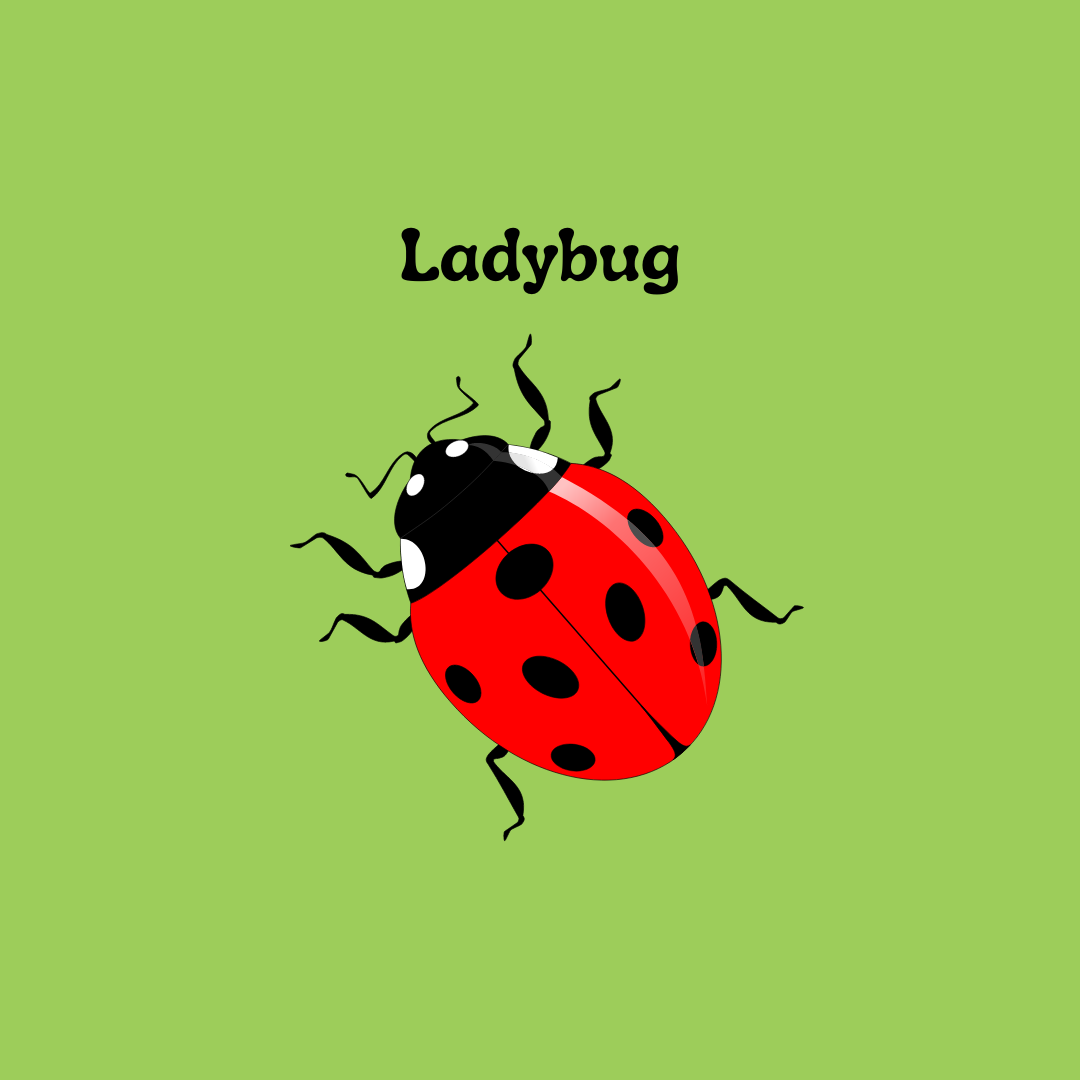 Ladybugs